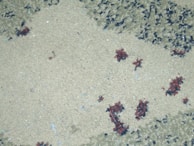 Before and after images of a carpet cleaning service.