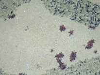 Before and after images of a deep cleaned carpet.