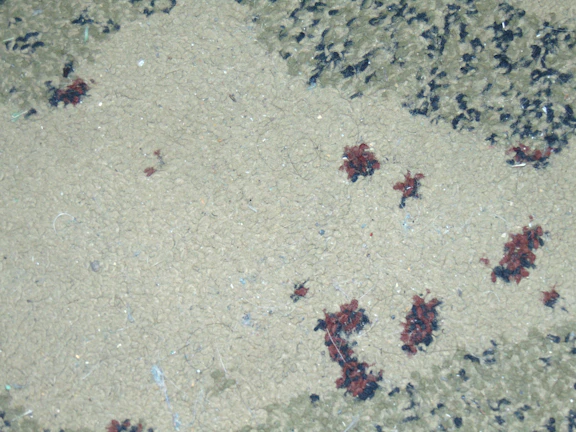 Close-up of a heavily stained carpet before professional cleaning.