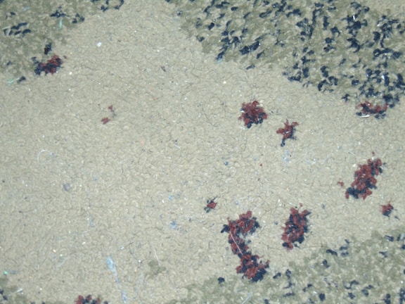 The image features a close-up view of a textured, beige carpet or fabric surface with scattered clusters of small, dark particles or debris.