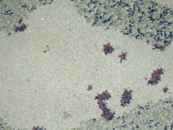 Before and after images showcasing a stained carpet transformation.