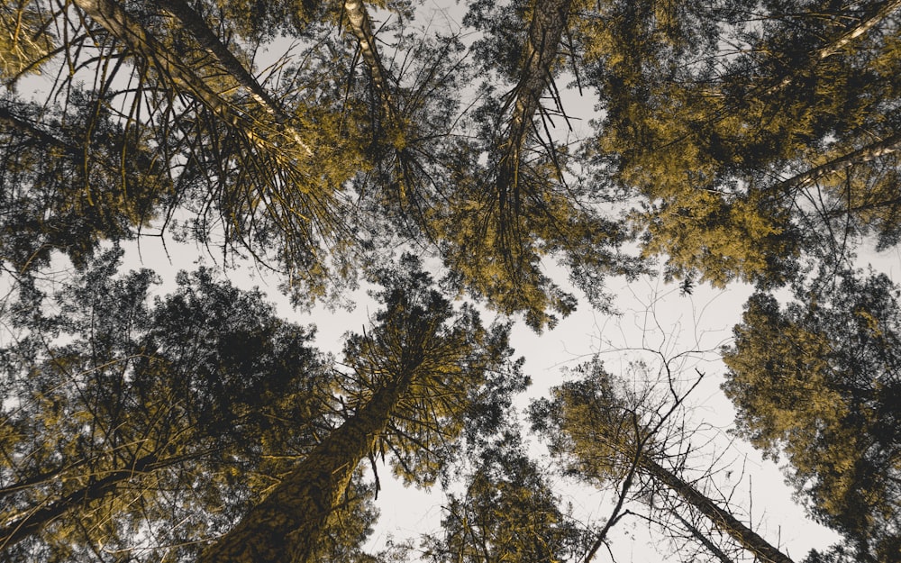 low angle photography of green trees under blue sky during daytime