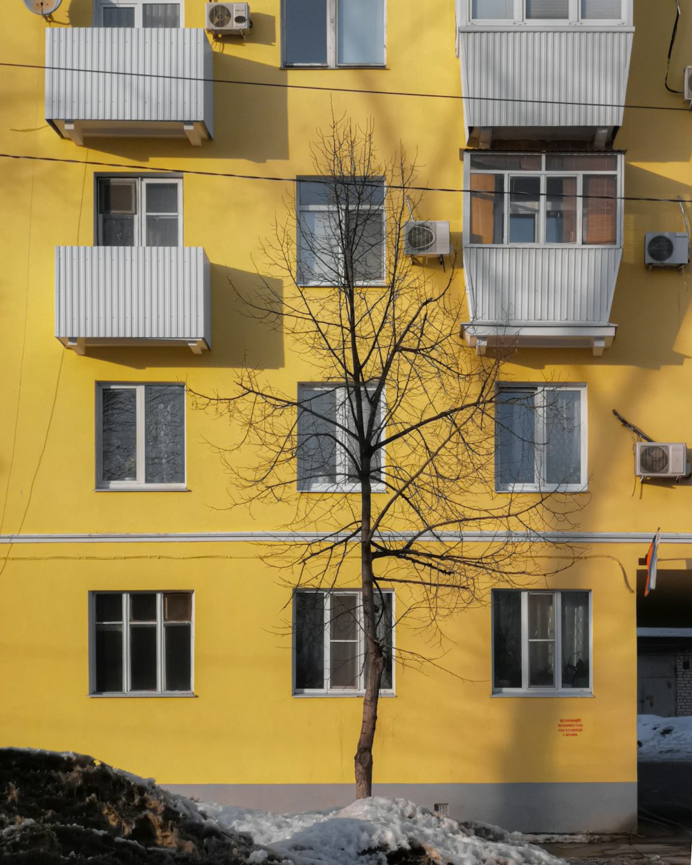 bare tree in front of brown concrete building