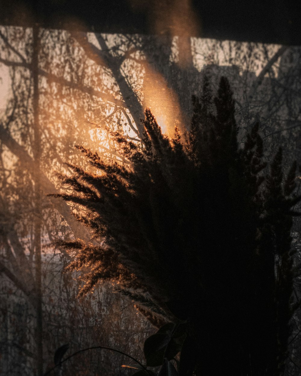 silhouette of trees during sunset