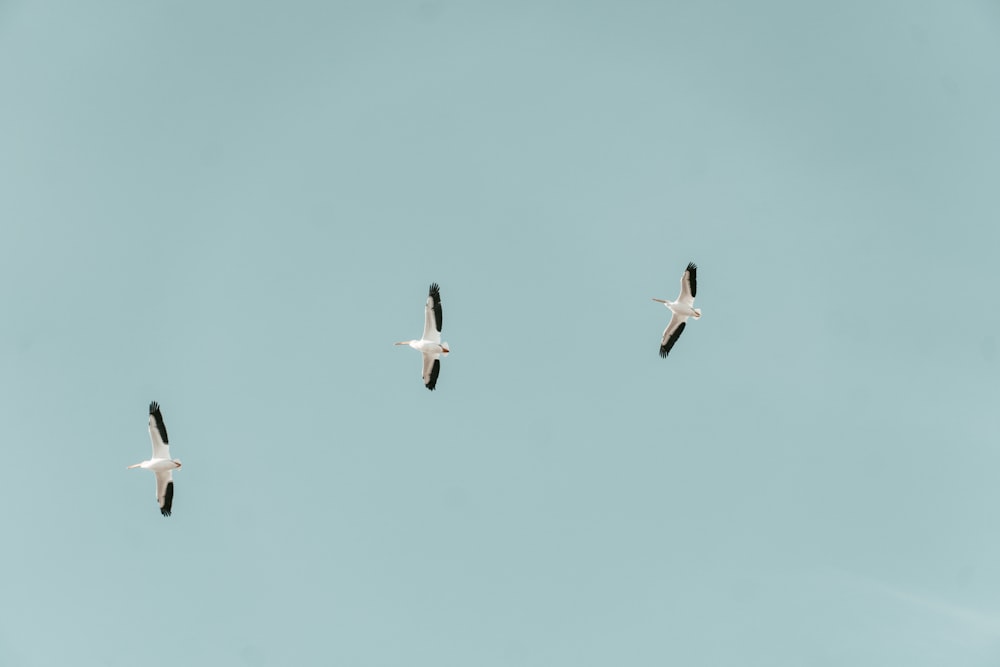 Weiße Vögel, die tagsüber unter blauem Himmel fliegen