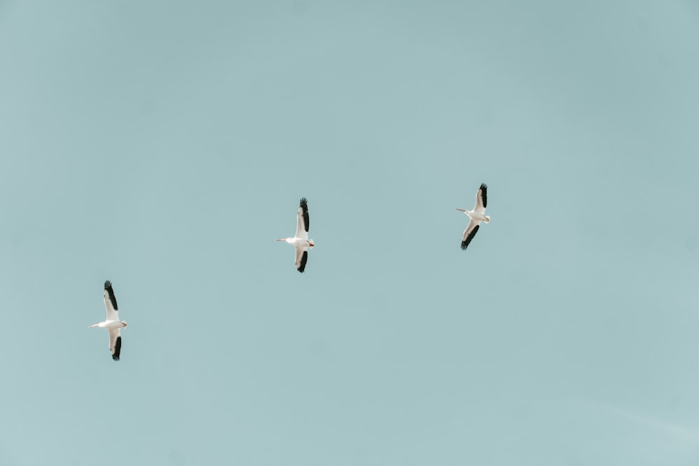 white birds flying under blue sky during daytime