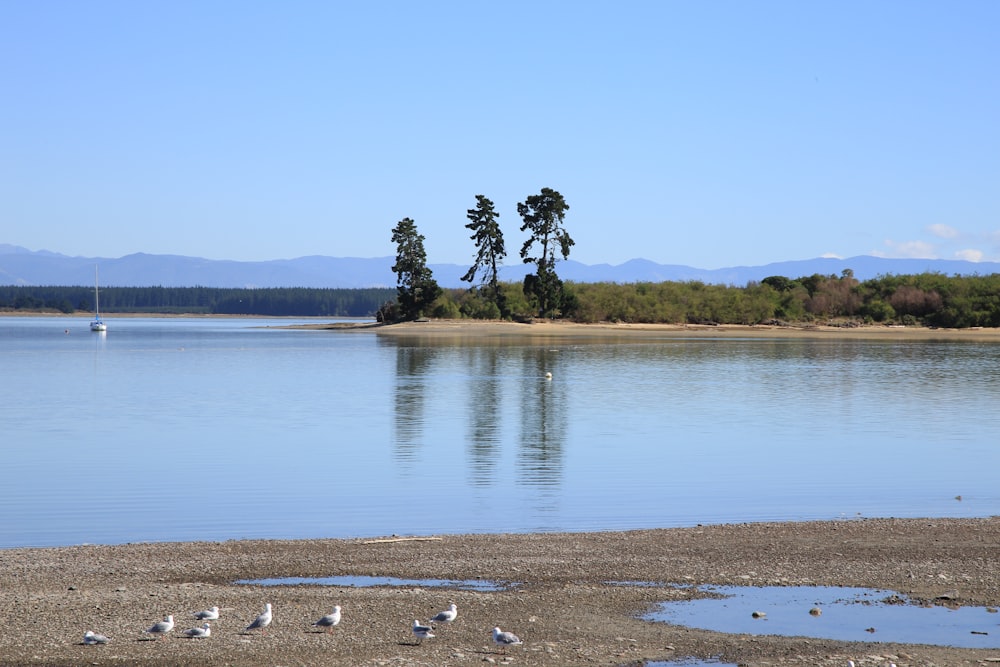 Árboles verdes cerca del lago bajo el cielo azul durante el día