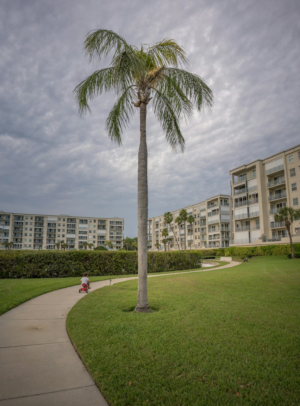 green palm tree near white concrete building during daytime