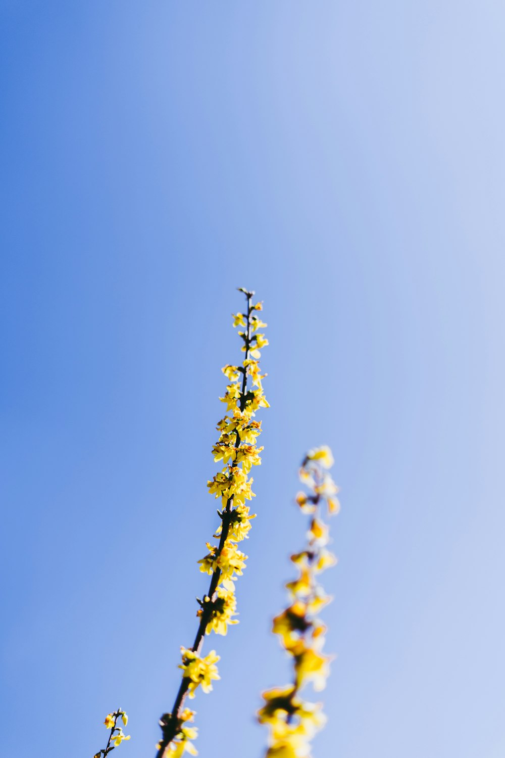 yellow flower buds in tilt shift lens