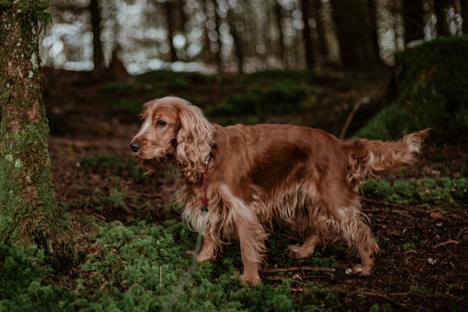 Liver and white English Cocker Spaniel standing alert in a sunlit forest.