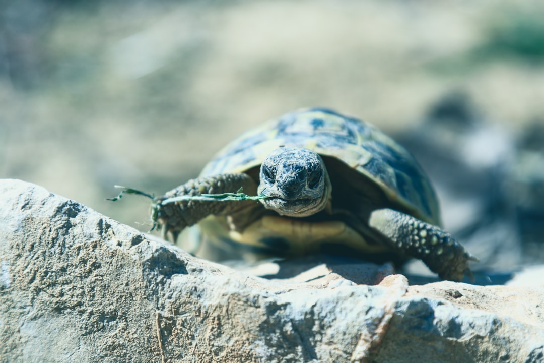 black and brown turtle on brown rock