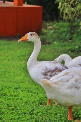 A goose with white and brown feathers stands on a lush green lawn, with its orange beak and feet prominently visible. A second goose is partially visible behind it. The background includes an orange structure and some greenery.