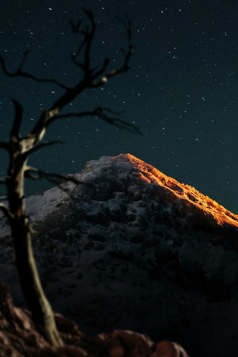 bare tree on snow covered ground during night time