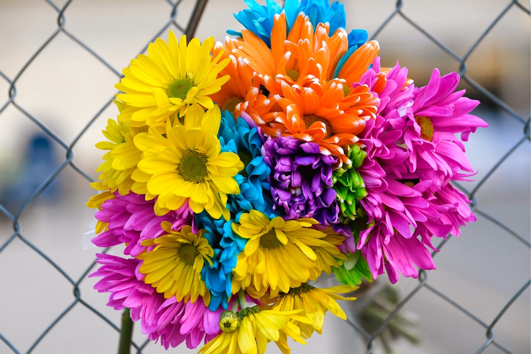 yellow purple and pink flowers