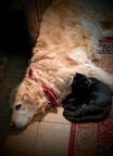 A golden retriever with a red and blue ribbon around its neck is lying on a tiled floor. Next to the dog, a black cat is curled up, resting against its side on a patterned carpet.