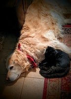 A golden retriever with a red and blue ribbon around its neck is lying on a tiled floor. Next to the dog, a black cat is curled up, resting against its side on a patterned carpet.