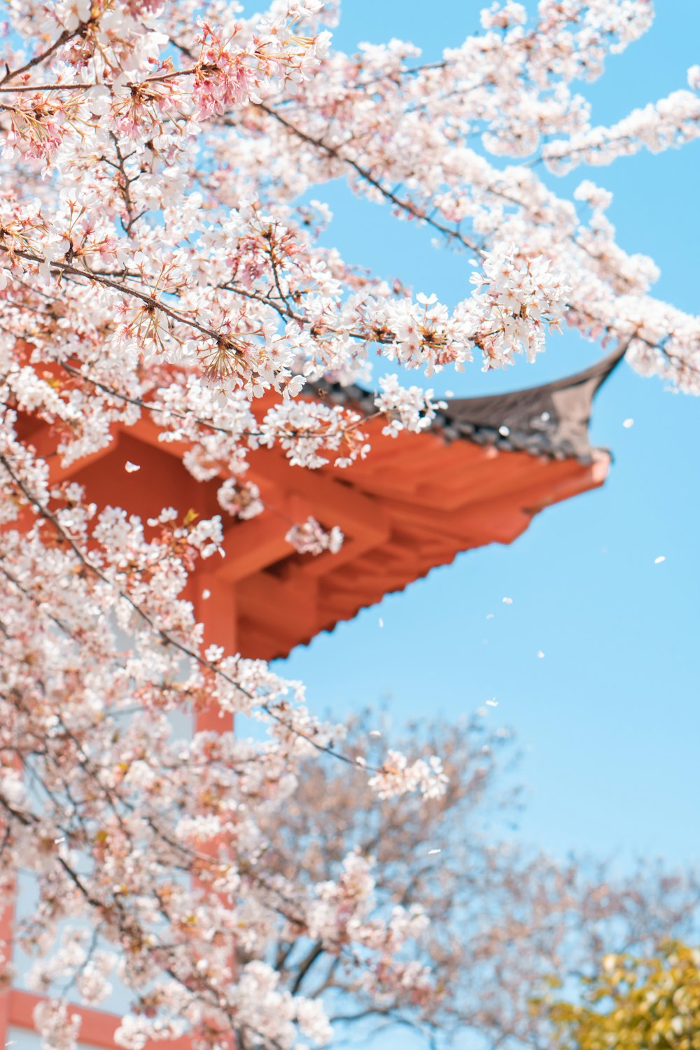 brown tree with white flowers during daytime