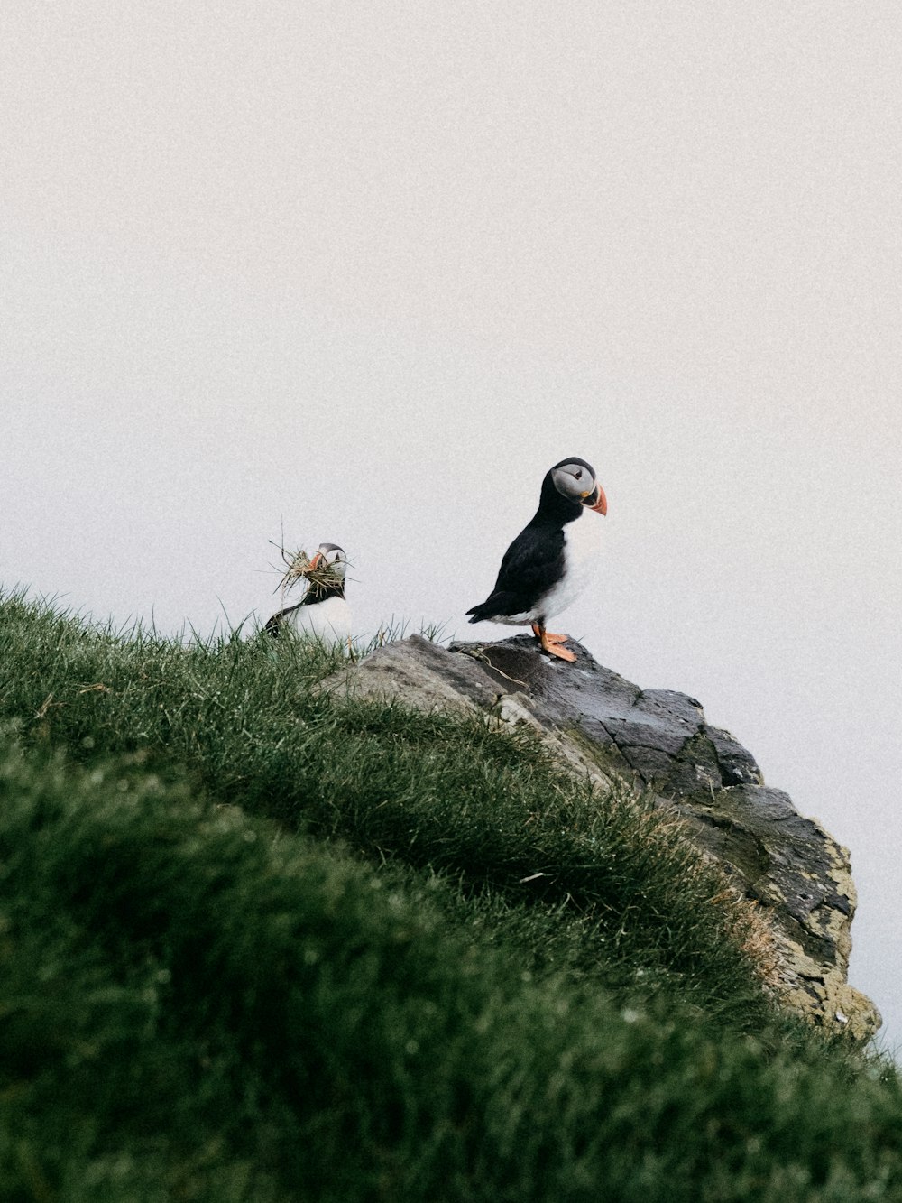 black and white bird on gray rock during daytime