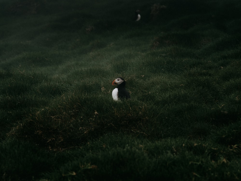 Pinguino bianco e nero sul campo di erba verde durante il giorno