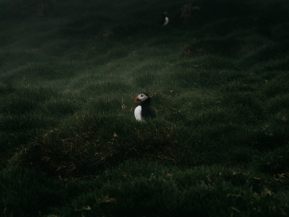 white and black penguin on green grass field during daytime