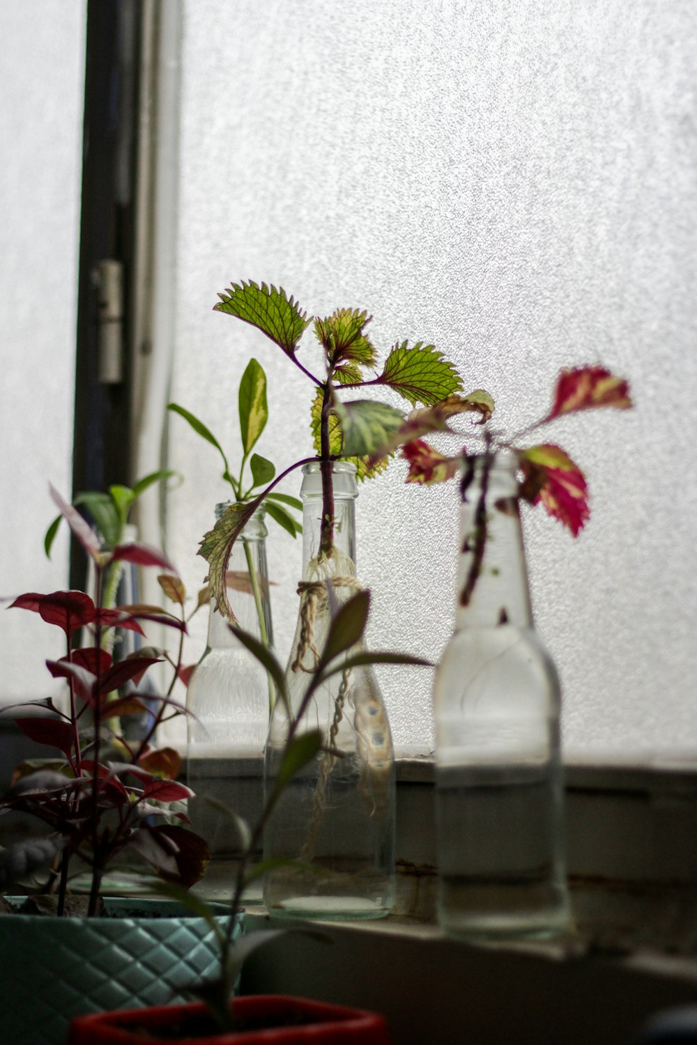 red and green plant on clear glass vase