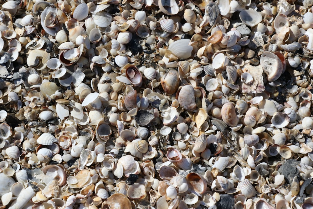 white and gray pebbles on ground