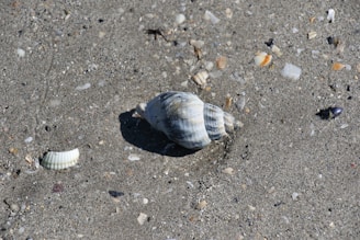 A single spiral shell placed gently on coarse sand, accompanied by a handwritten name tag.