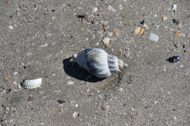 A single spiral shell placed gently on coarse sand, accompanied by a handwritten name tag.