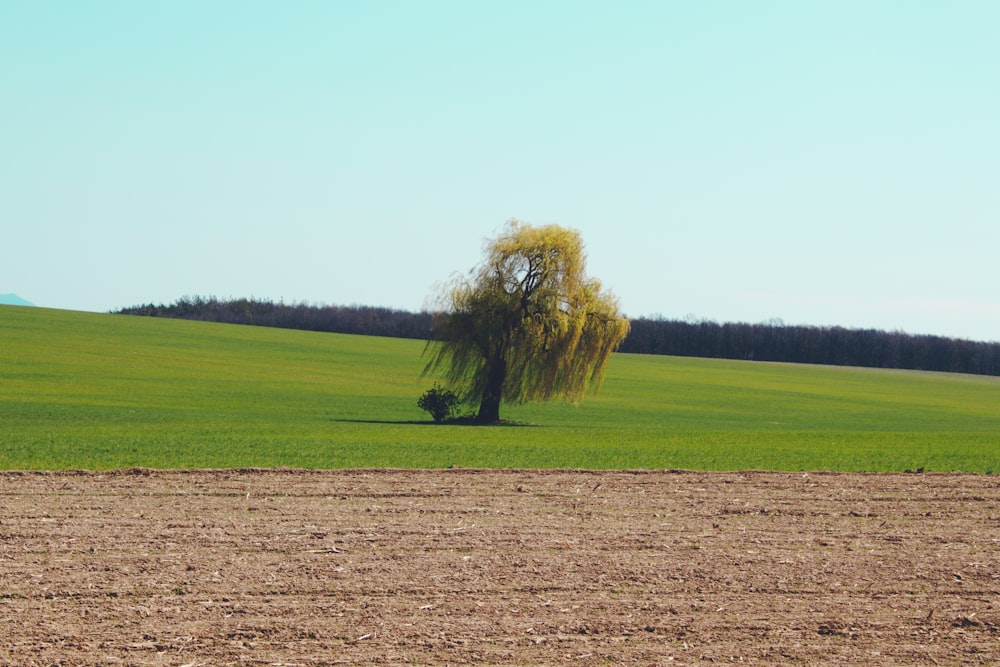 green tree on green grass field during daytime