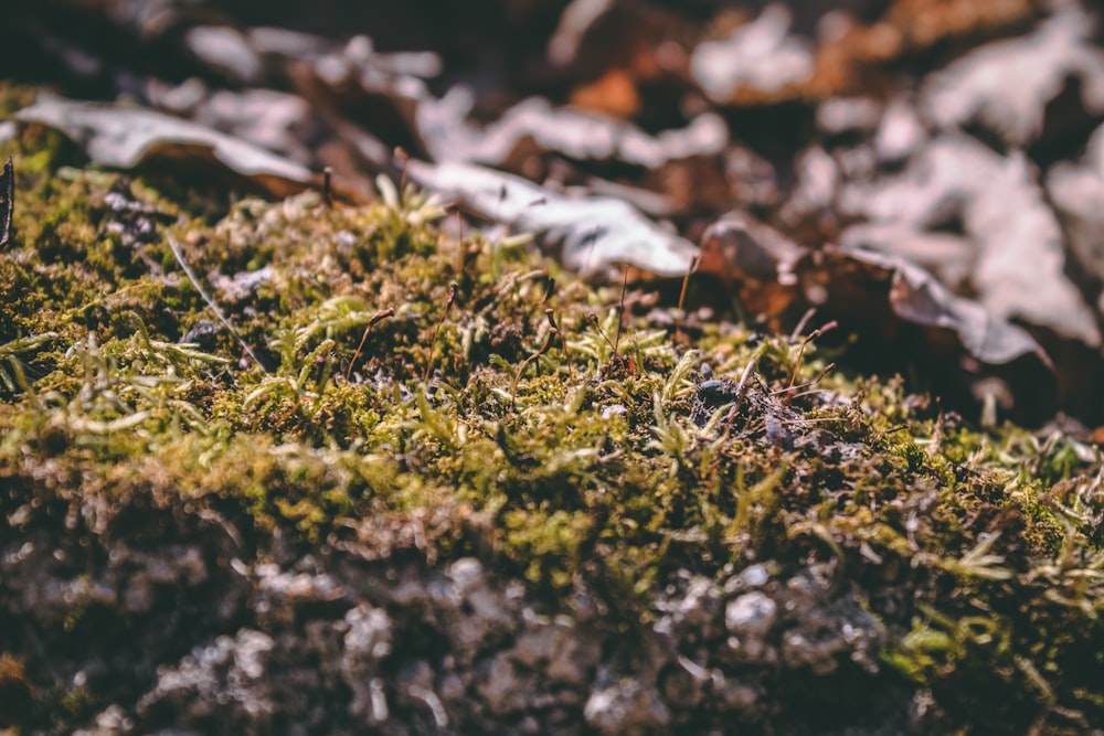 green moss on brown soil