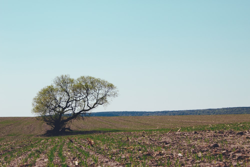 green grass field with leafless tree during daytime