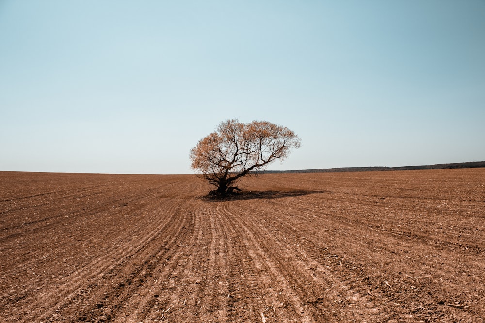 leafless tree on brown field during daytime