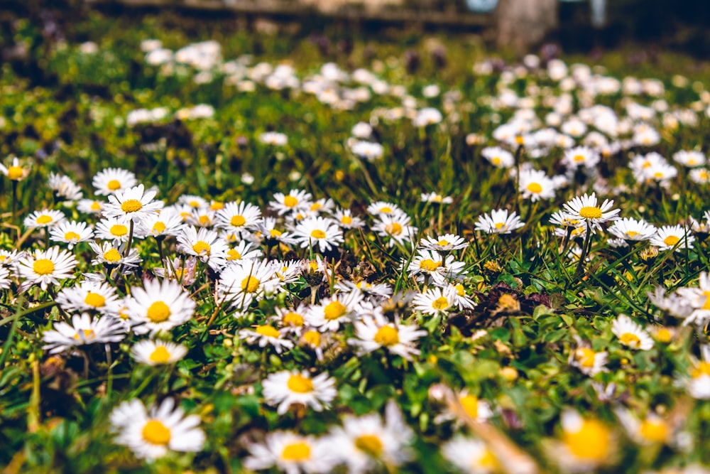 white and yellow flowers on green grass during daytime