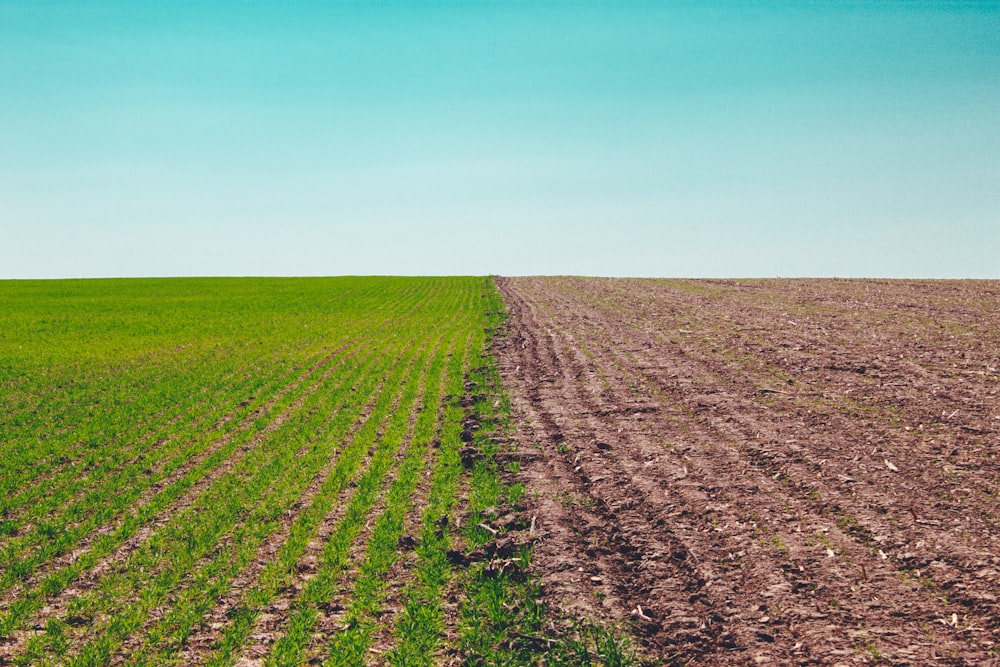 green grass field under blue sky during daytime