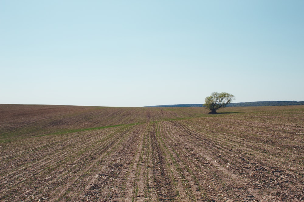 green tree on brown field during daytime