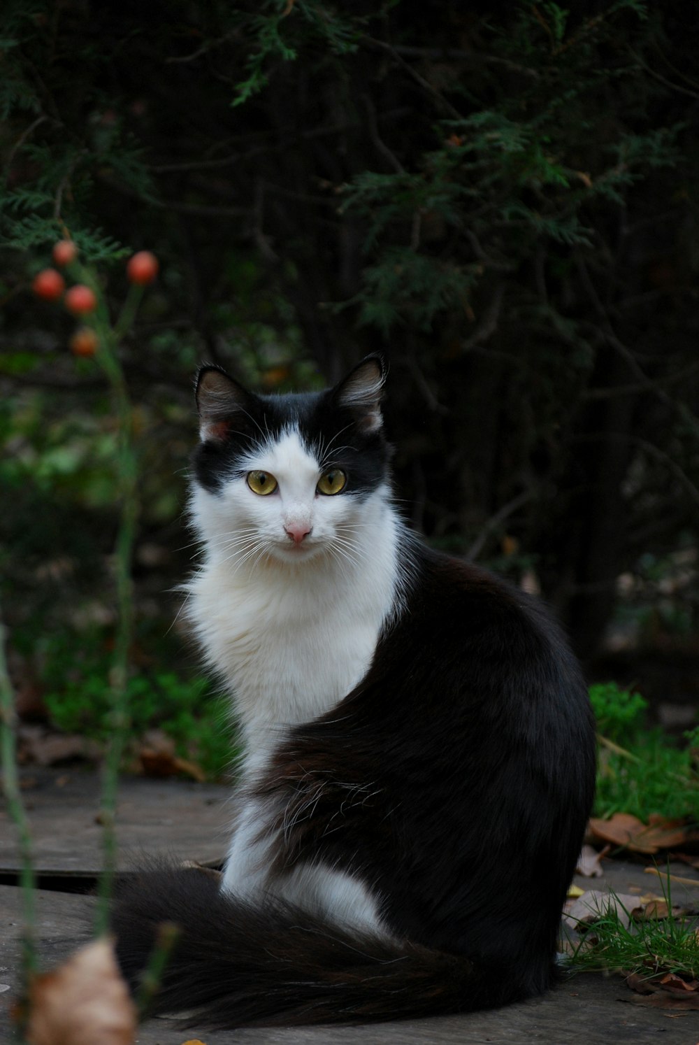 black and white cat sitting on ground