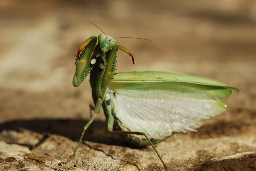 Mantis religiosa verde en suelo marrón durante el día