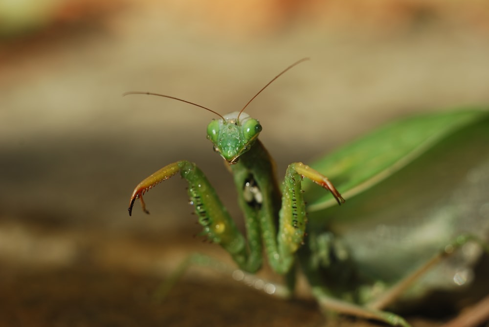 green praying mantis in close up photography