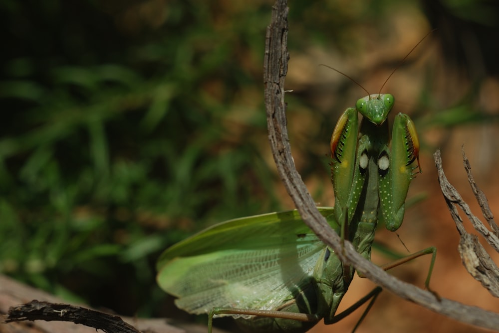 green praying mantis perched on brown rope during daytime