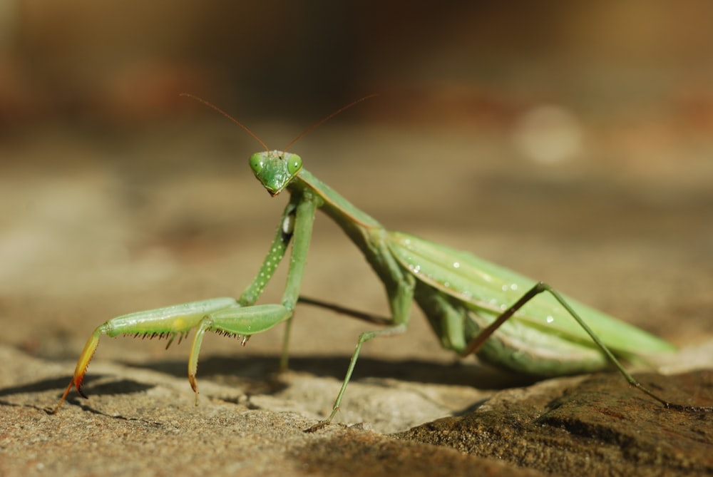 mantide religiosa verde su superficie di legno marrone in primo piano fotografia durante il giorno