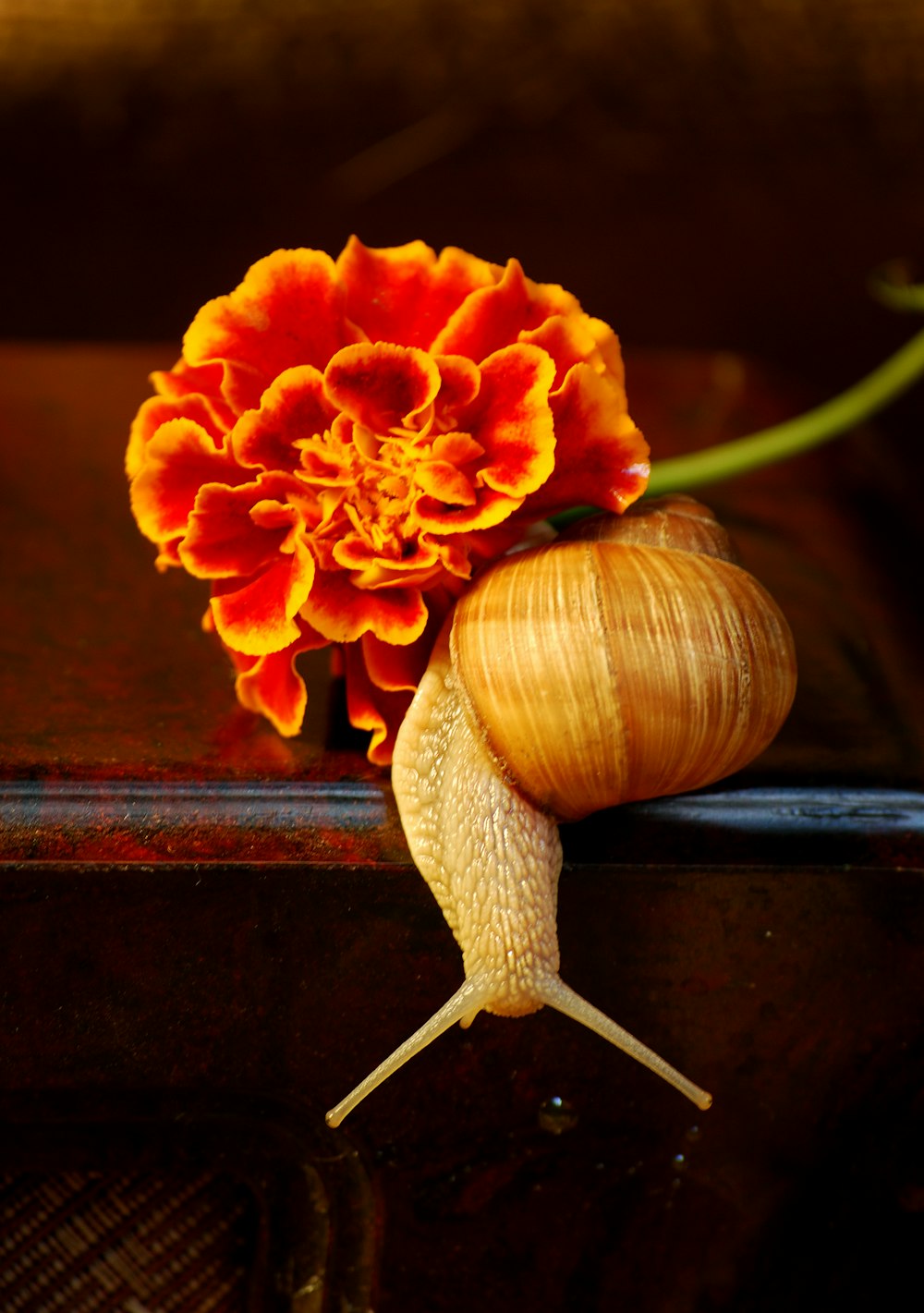 red flower beside brown snail