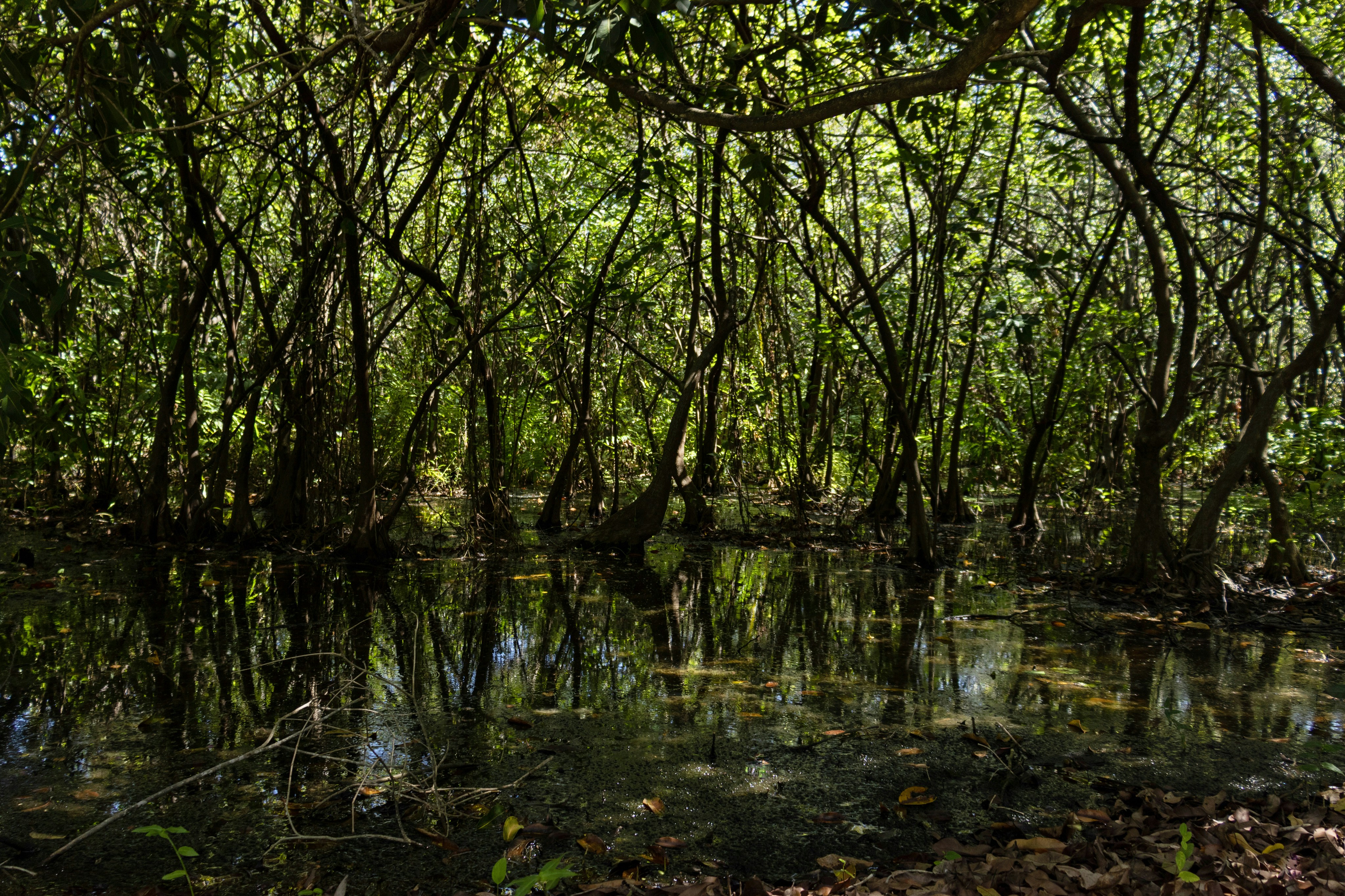 Pasir Ris Park's Mangrove Bacterial Specialists (image credits: unsplash)