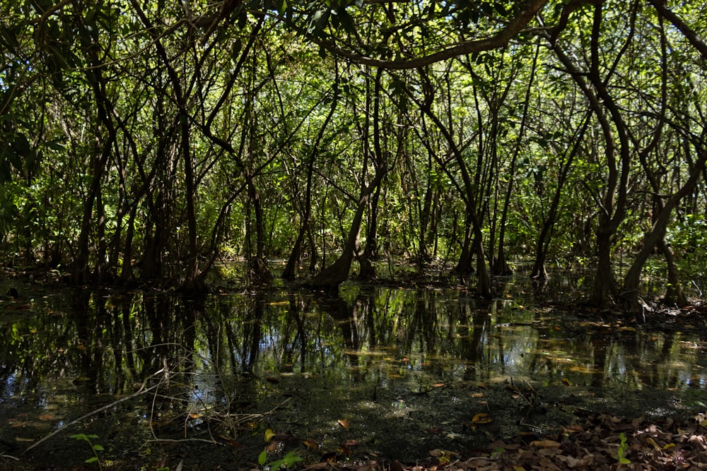 green trees on body of water during daytime