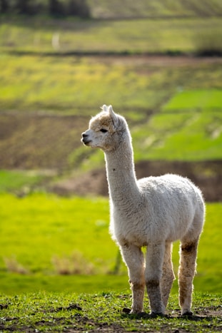 white llama on green grass field during daytime