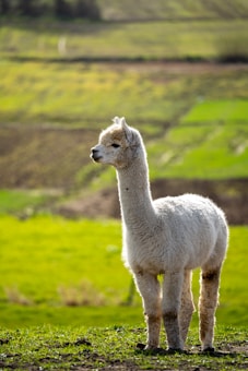 A fluffy, white alpaca stands gracefully on a lush green field. The background consists of expansive grassland with various shades of green, creating a serene and pastoral scene. The alpaca's wool appears soft and well-groomed, contrasting against the vibrant landscape.