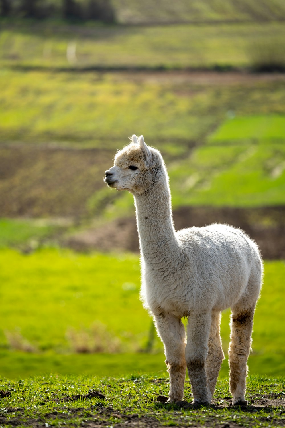 lama bianco sul campo di erba verde durante il giorno