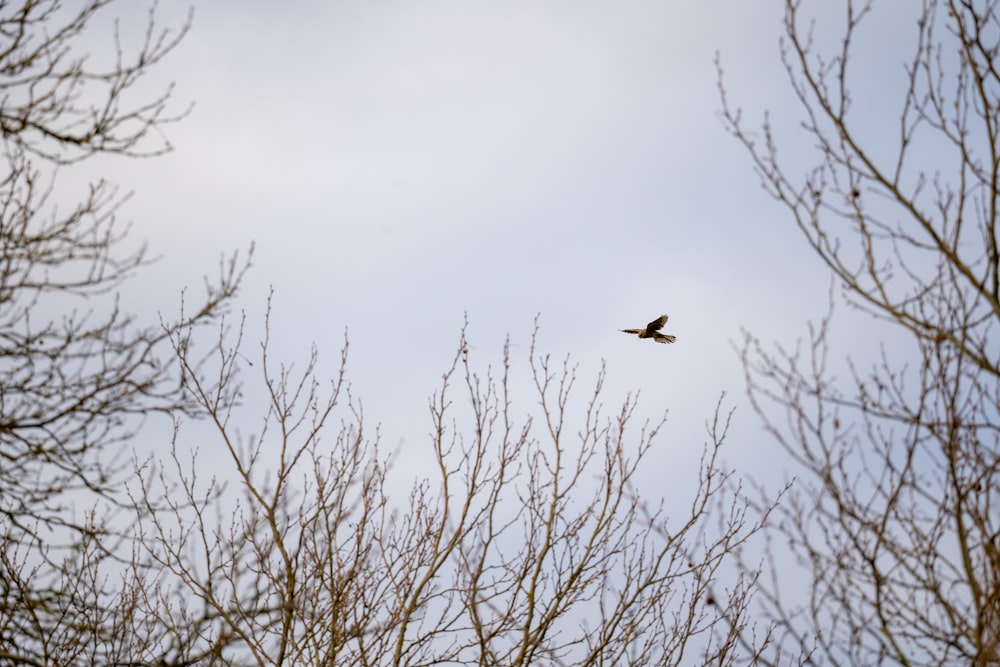 black bird flying over bare tree during daytime