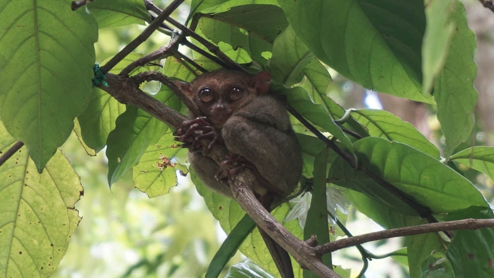 brown owl on tree branch during daytime