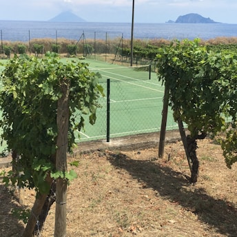 A tennis court is surrounded by a chain-link fence, with lush green grapevines in the foreground. Beyond the court, there's a scenic view of the ocean with two islands visible in the distance under a partly cloudy sky.