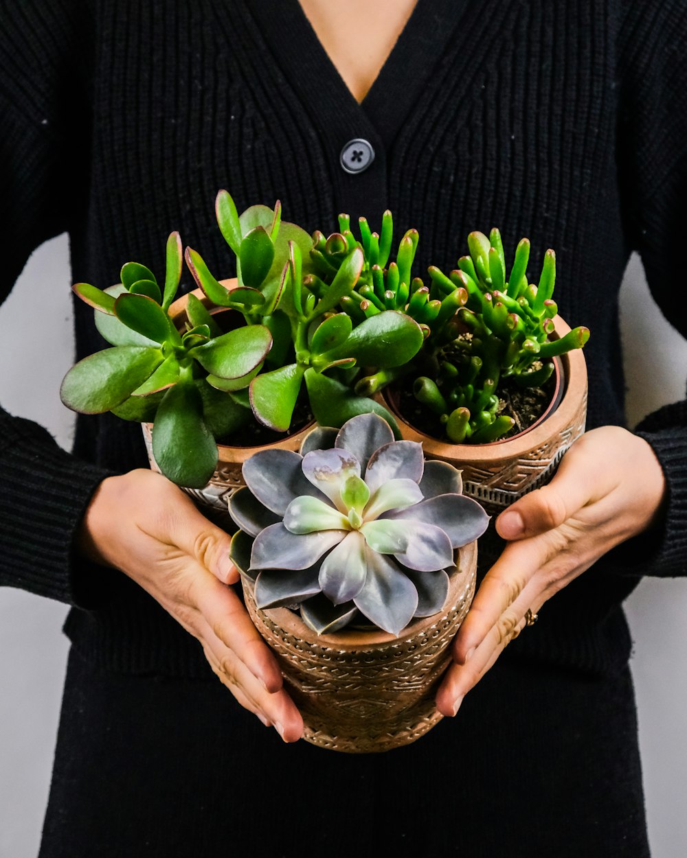 person holding green succulent plant